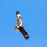 © Mulgas Adventures, Eagle flying