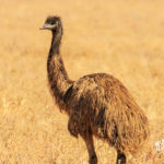 © Mulgas Adventures, Erldunda Emu