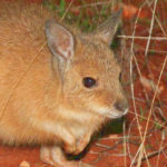 © Mulgas Adventures, Mala, the Rufous Hare-Wallaby
