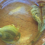 Mulgas Adventures, Shield Shrimp, courtesy UKTNP