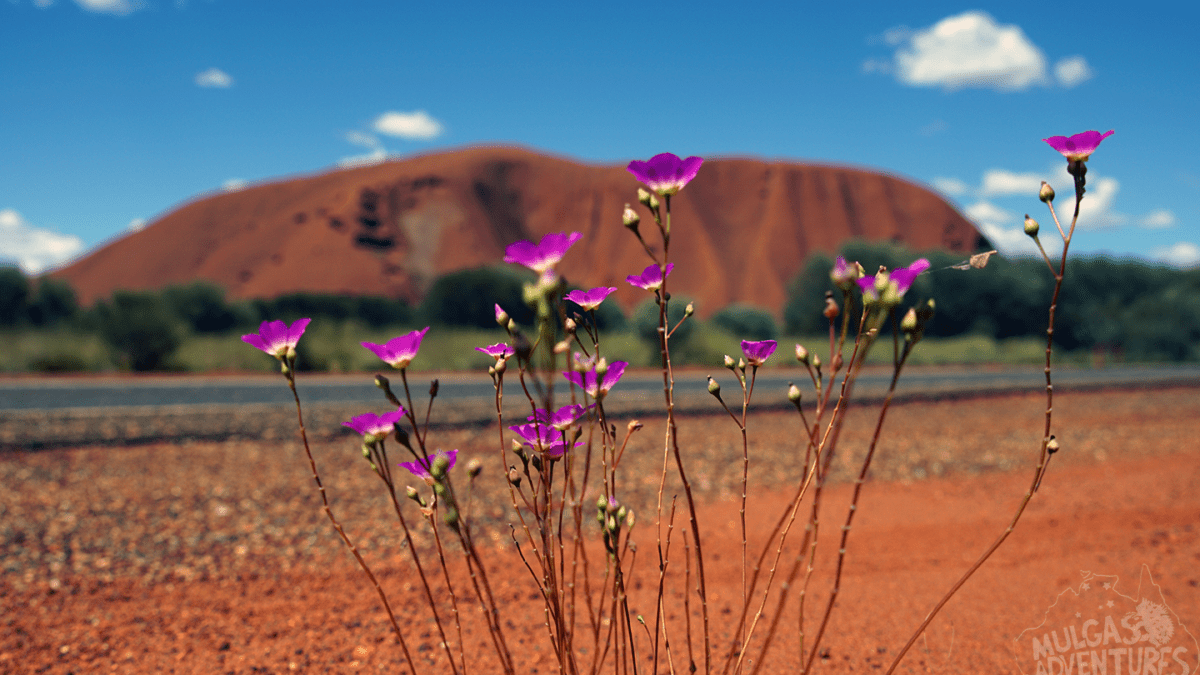 © Mulgas Adventures, Uluru flowers
