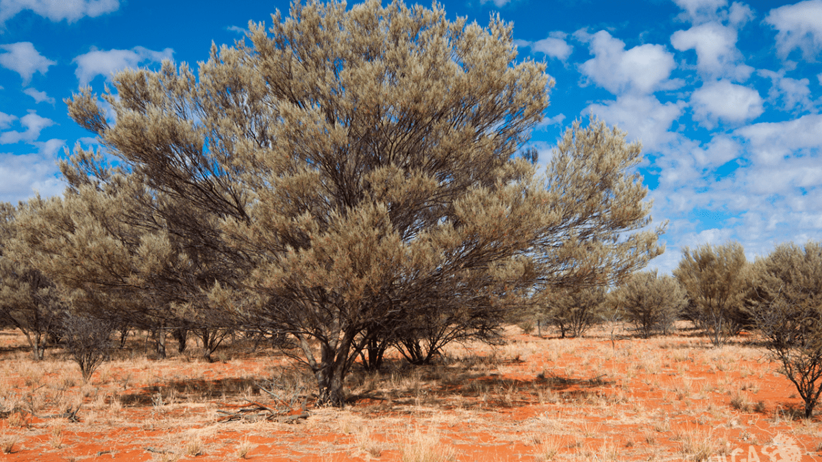 © Mulgas Adventures, Mulga Trees at Uluru