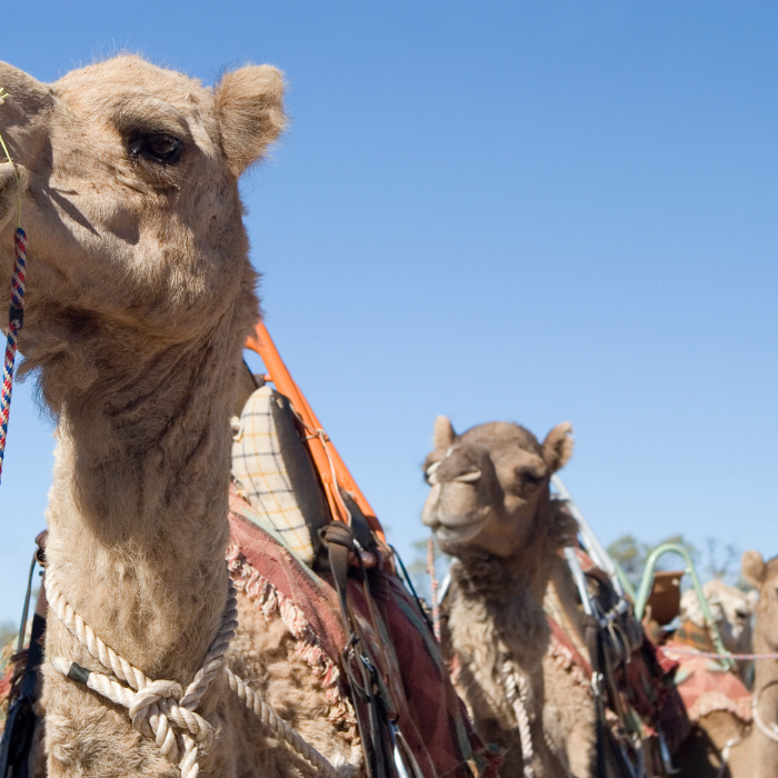 Camels ready for a ride in Central Australia