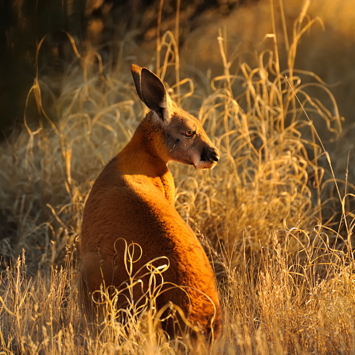 A kangaroo basks in the golden glow of the setting sun amidst the grasslands of the Australian outback, captured during a Mulgas Adventures tour.