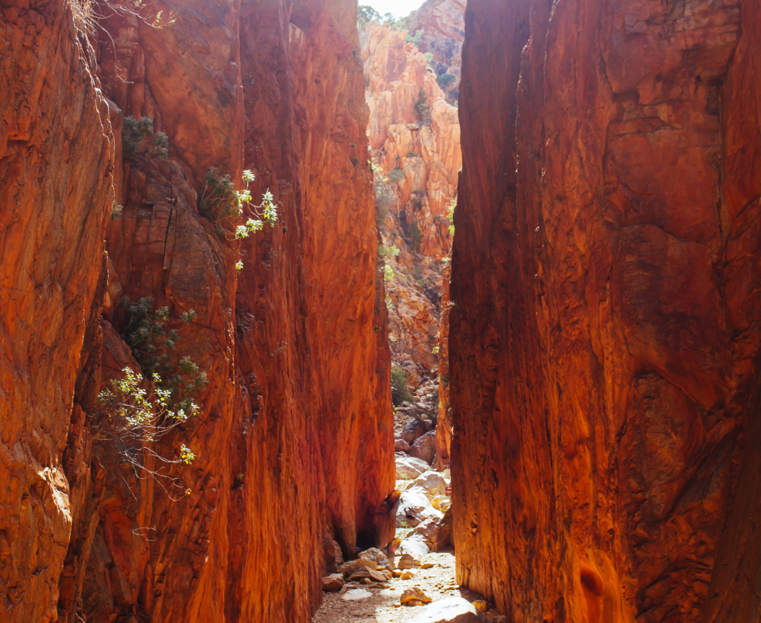 Narrow pathway through the towering red rock walls of Standley Chasm with sunlight streaming down.