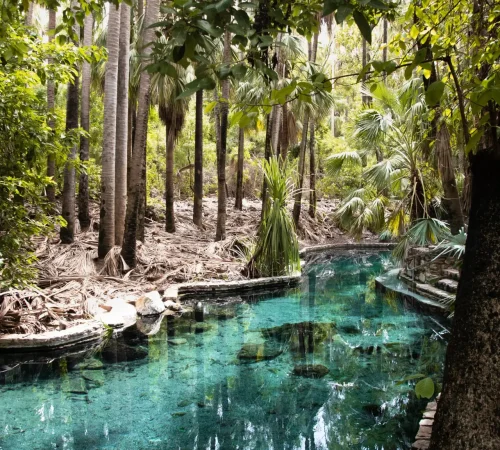 Mataranka thermal pools surrounded by lush greenery in Northern Territory, Australia