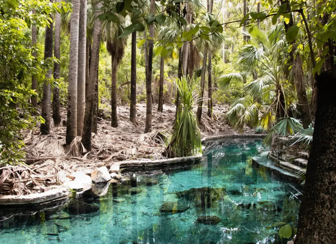 Mataranka thermal pools surrounded by lush greenery in Northern Territory, Australia